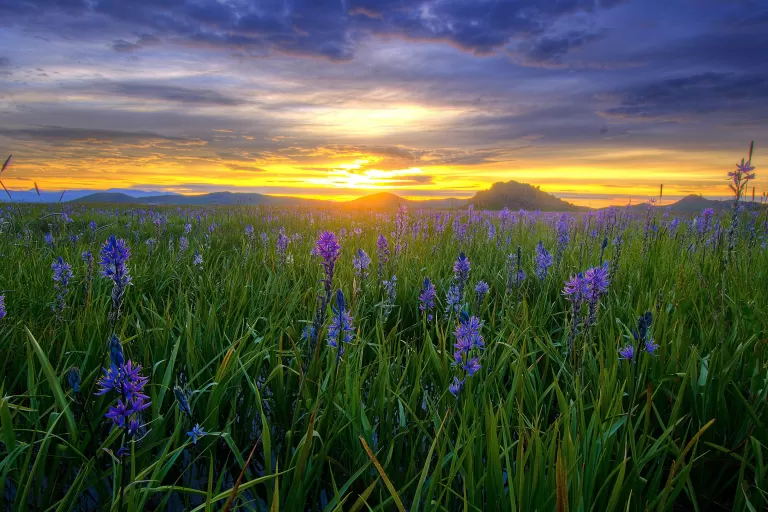 Sunrise Flowers